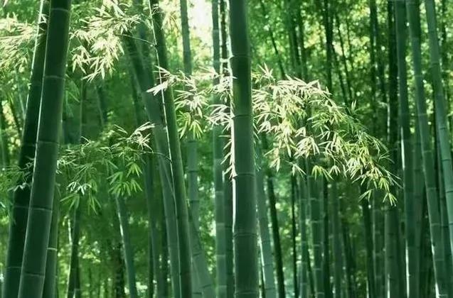 深度好文:人生亦如“竹”!