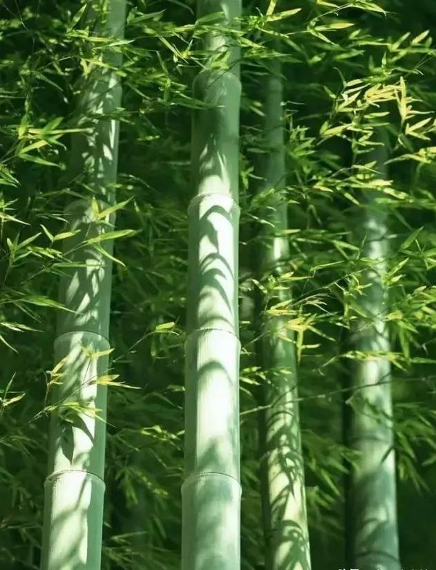 深度好文:人生亦如“竹”!