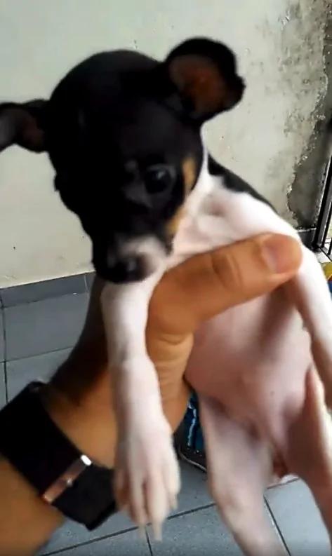 小女孩将爱犬塞书包 偷带去上学 爸爸当场抓包 她背起书包赶快走掉!