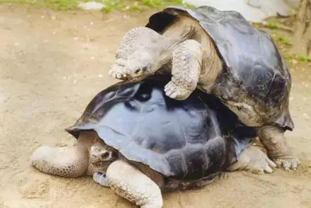 结婚115年“老夫妻”离婚!欧洲人都哭瞎了