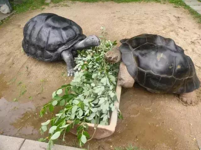结婚115年“老夫妻”离婚!欧洲人都哭瞎了