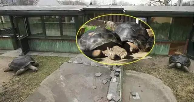 结婚115年“老夫妻”离婚!欧洲人都哭瞎了