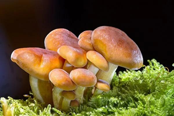 九种蔬菜最好不要生吃 煮熟更安全