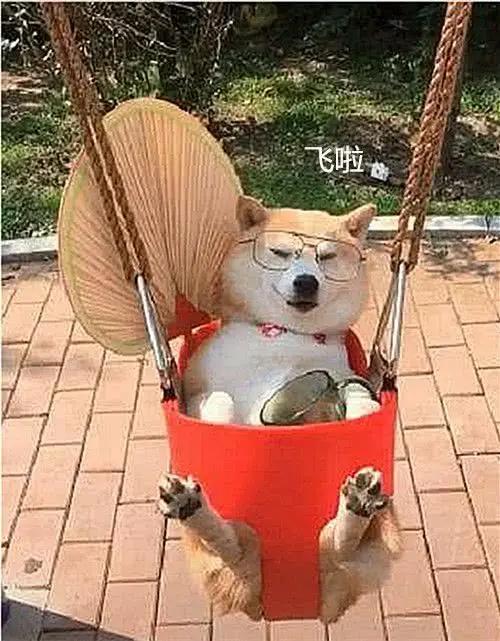 男子将柴犬交给奶奶 回来接时反应不过来:我咋没这待遇?