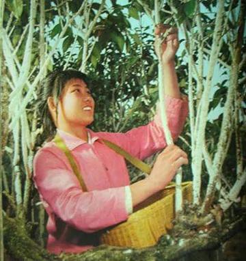 毛时代媒体镜头下的三类标准美女
