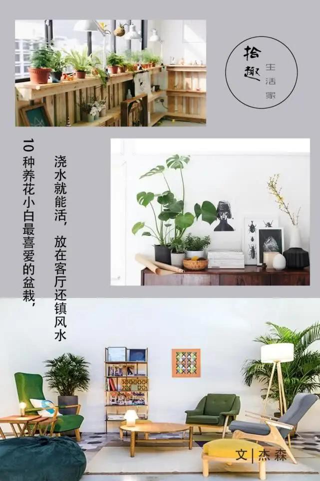 10种养花小白最喜爱的盆栽 浇水就能活 放在客厅还好看