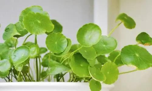 10种养花小白最喜爱的盆栽 浇水就能活 放在客厅还好看