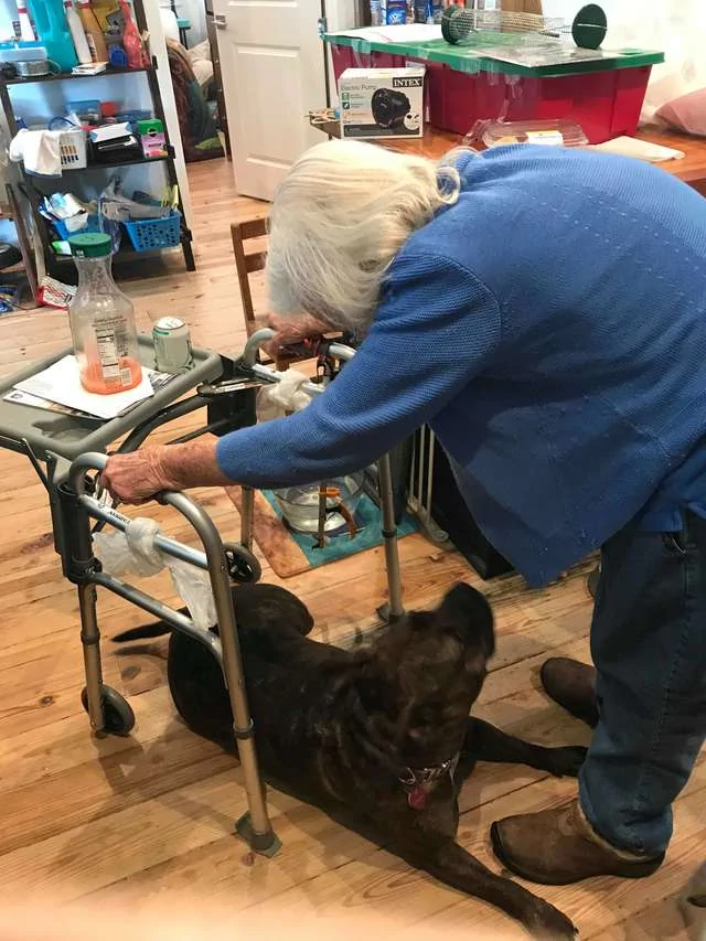 超暖心比特犬比人类更会当看护紧跟在阿嬷身边守护 阿波罗新闻网