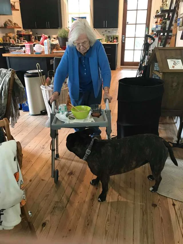 超暖心比特犬比人类更会当看护紧跟在阿嬷身边守护 阿波罗新闻网