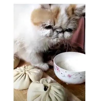 加菲貓趁主人不在偷玩麵粉碗 一頭埋進碗里後 網友：妝感太濃！