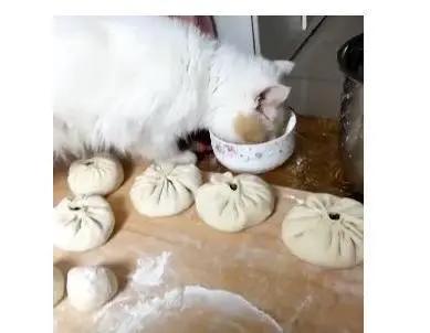 加菲貓趁主人不在偷玩麵粉碗 一頭埋進碗里後 網友：妝感太濃！