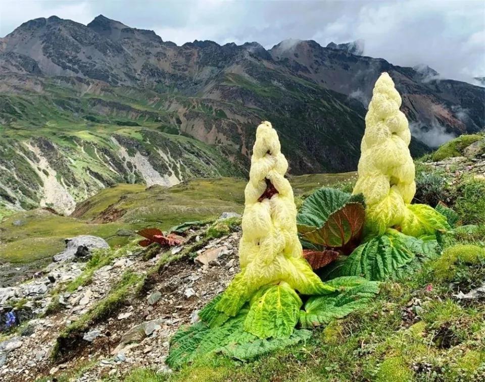 喜馬拉雅山有種植物 一生只開一次花 靠苞葉才在高原生存下來