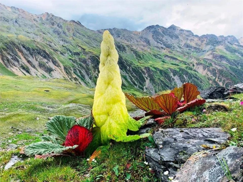 喜馬拉雅山有種植物 一生只開一次花 靠苞葉才在高原生存下來