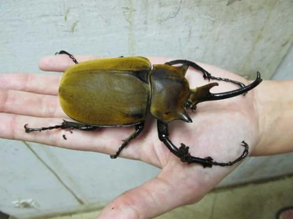 日本妹野外腐木发现巨型幼虫回家饲养长大后惊喜来了 阿波罗新闻网