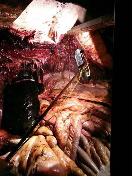 帶你看看鯨魚肚子裡頭的景象 堪稱屍山肉海