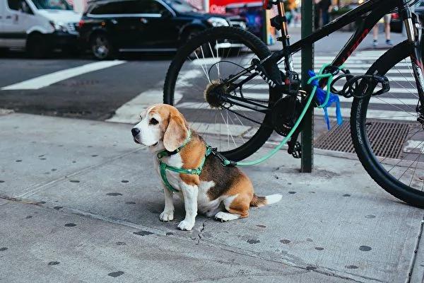 流浪狗行侠仗义咬断拴绳 牵走家犬网笑翻