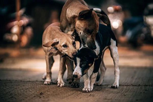 流浪狗行侠仗义咬断拴绳 牵走家犬网笑翻