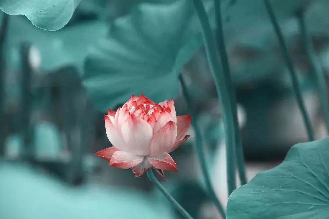 会说话是教养 管住嘴是修养
