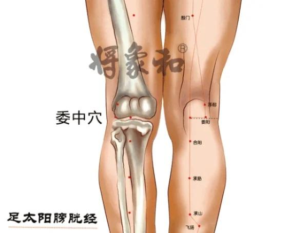 人体自带长寿“窝” 每天按一按 舒经活络 护脏器 早学早受益