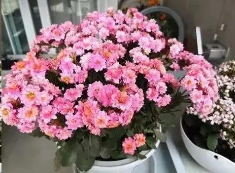 夏天别再乱浇水了 这6种花 越浇水越死!