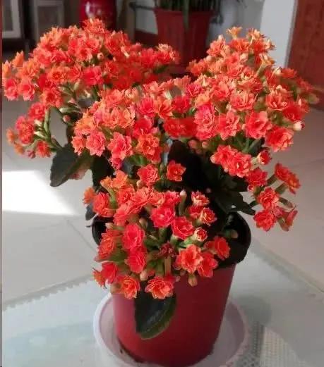 夏天别再乱浇水了 这6种花 越浇水越死!