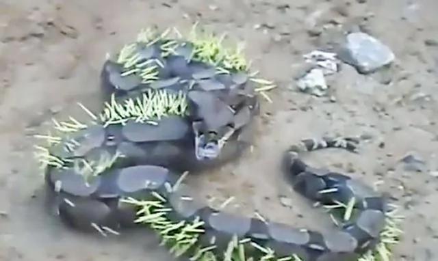 一條蟒蛇試圖吃掉豪豬 結果悲劇了