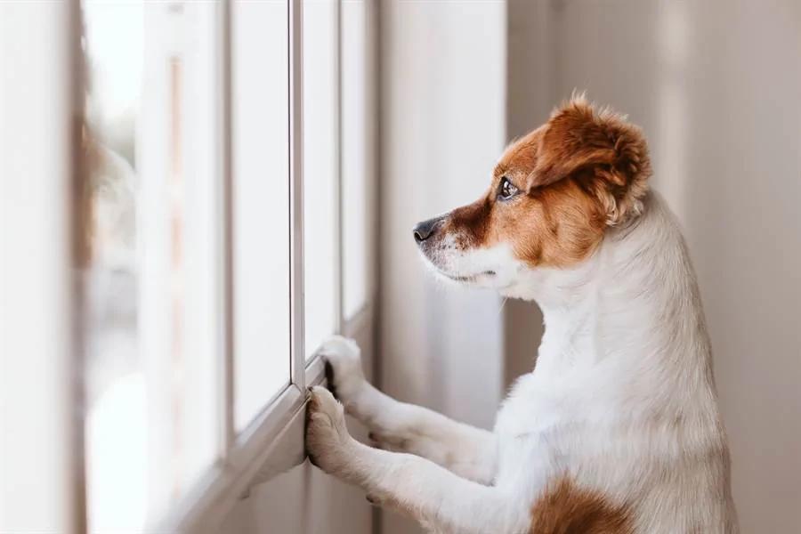 装溺水测试爱犬 下秒反应主人泪崩