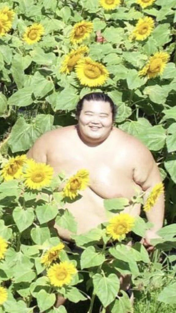 相撲選手在向日葵花田萌拍網美系大合照網笑：可愛的夏日精靈