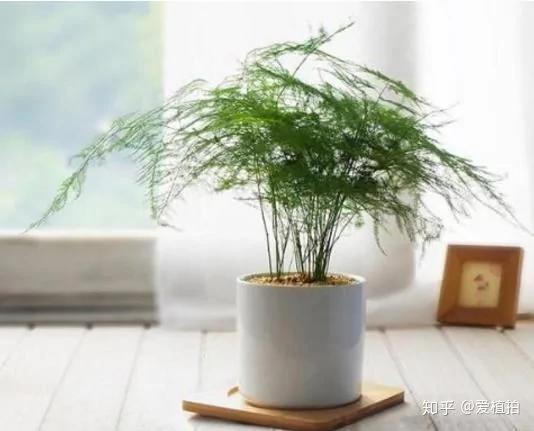 室内盆栽绿植首选这3种 尤其适合上班无时间打理的你!
