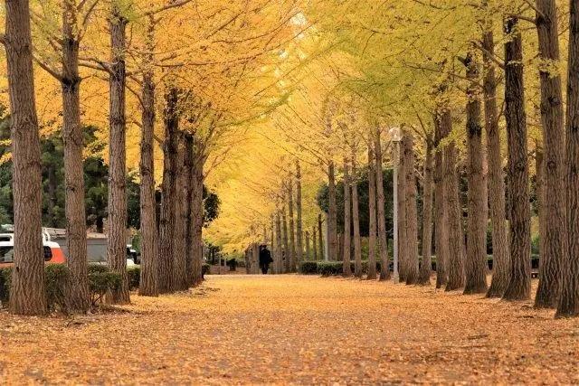 秋天是浪漫的红叶季节大阪赏枫秘境景点不藏私 阿波罗新闻网