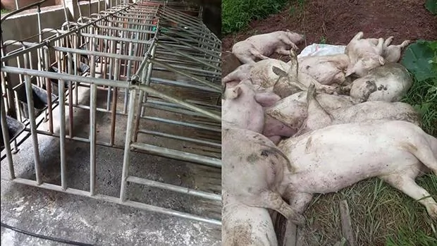 达州的一家养猪场6月份爆发非洲猪瘟疫情后，导致严重损失，且官方至今未能给予补偿。如今该养猪场和当地大多数养殖场一样已经完全空置。（养殖户提供 / 2019年6月）