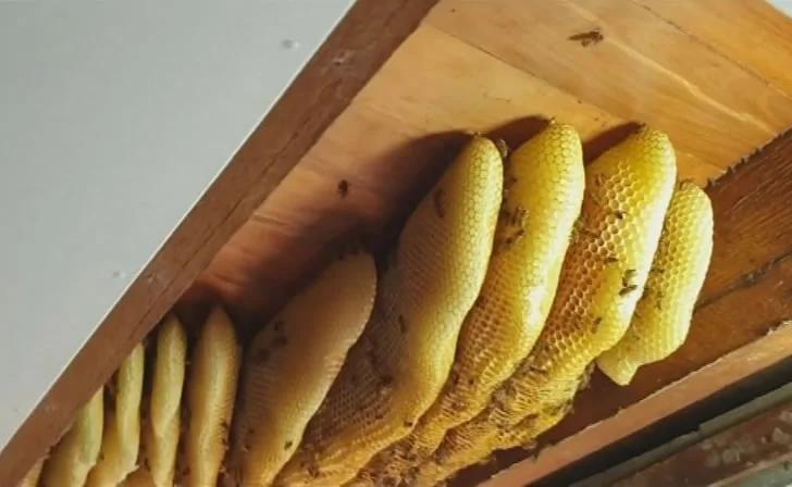 自家屋顶发现50公斤“巨大蜂巢” 专家花12小时才搞定