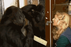 大猩猩学会手语后 它最想传达给人的话