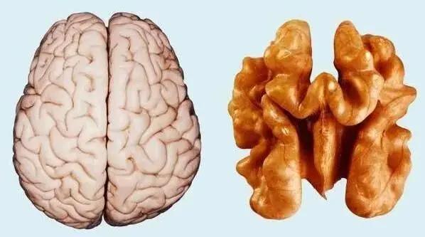 吃核桃补脑 吃腰子壮阳 “以形补形”其实害人不浅!