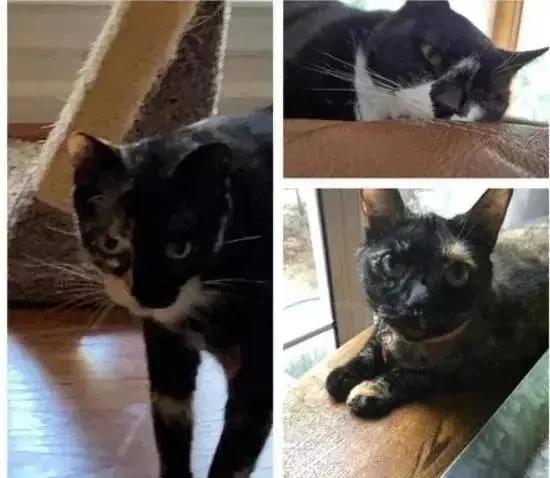 猫咪走失10年 终于回到主人身边 只团聚6天就含笑离世