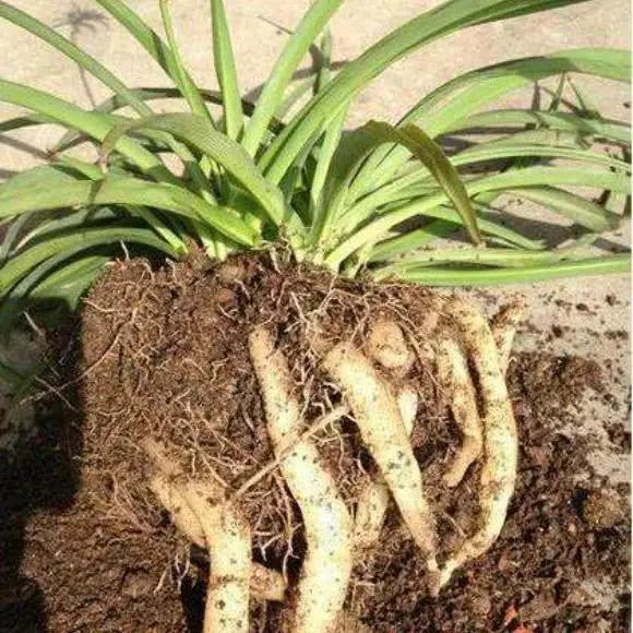 4种花卉根系“疯长” 秋天不换土、不换盆 过冬都是“问题”