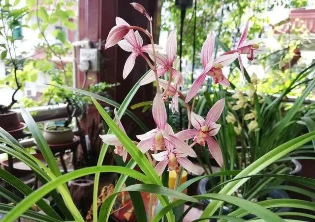 4种花卉根系“疯长” 秋天不换土、不换盆 过冬都是“问题”
