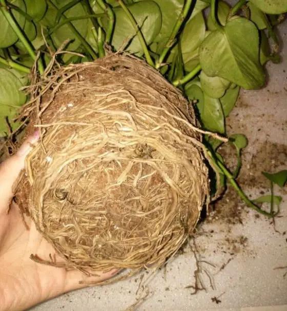 4种花卉根系“疯长” 秋天不换土、不换盆 过冬都是“问题”