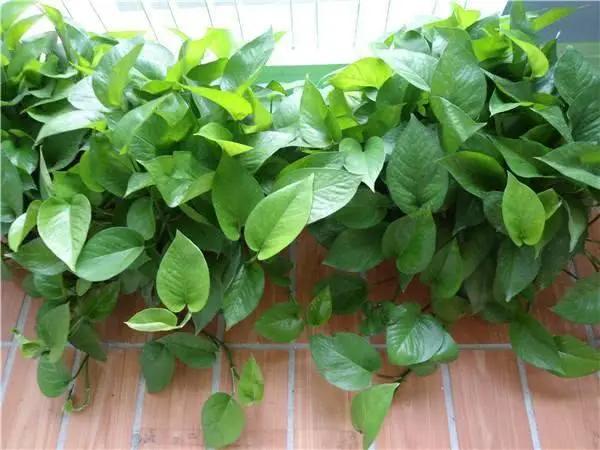 4种花卉根系“疯长” 秋天不换土、不换盆 过冬都是“问题”