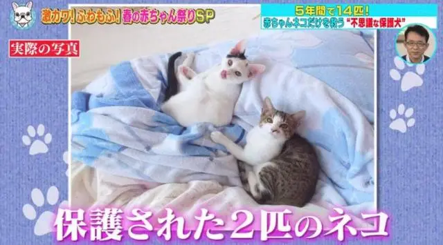 老实不爱笑的柴犬痴迷着带铲屎官到处捡猫 救猫 阿波罗新闻网