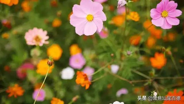 深度好文:人生如棋 有进就有退!
