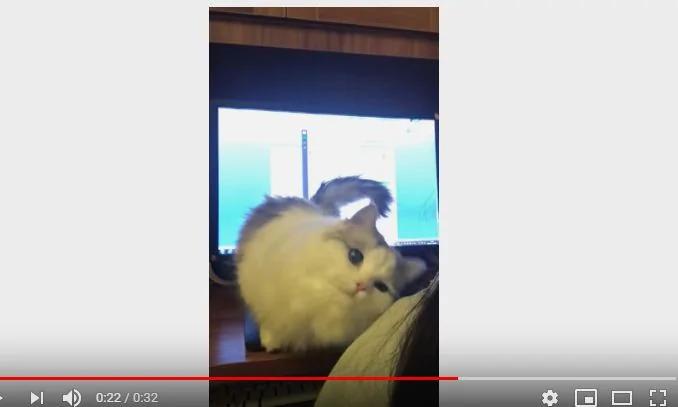 小猫咪撒娇卖萌求摸头 原本专心工作的主人瞬间沉！