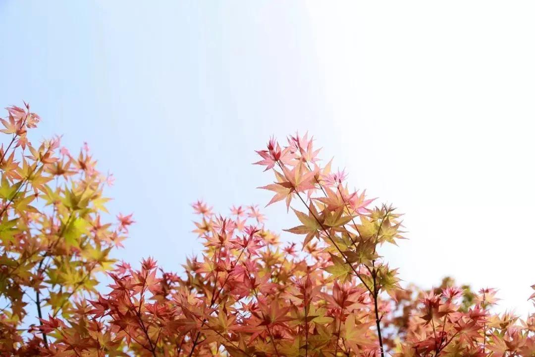 20190920104529832