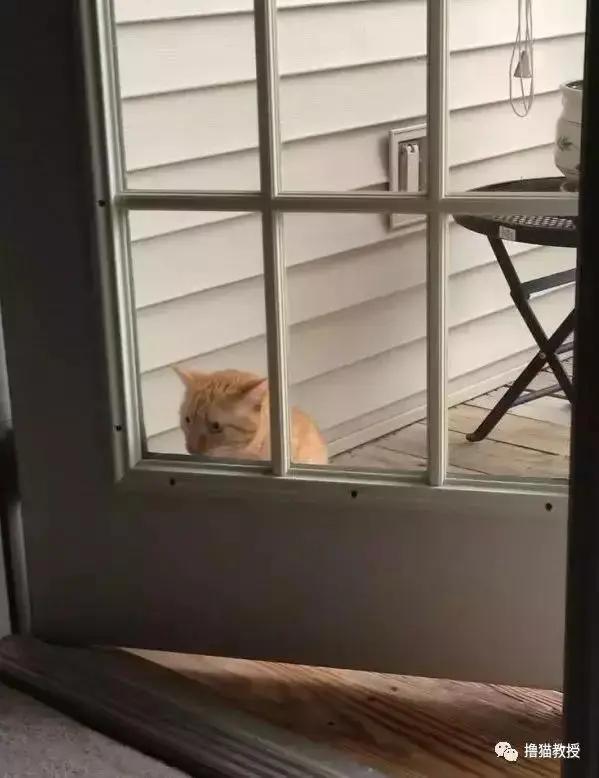 猫咪能傻到什么程度?原来傻猫真不是白叫的