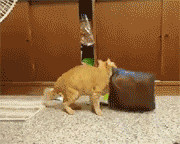 猫咪能傻到什么程度?原来傻猫真不是白叫的