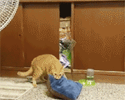 猫咪能傻到什么程度?原来傻猫真不是白叫的