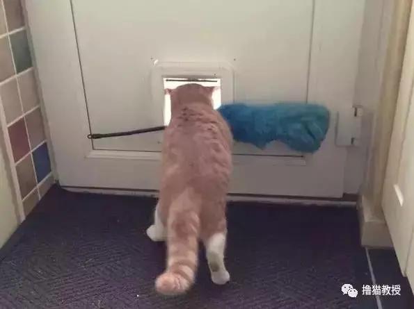 猫咪能傻到什么程度?原来傻猫真不是白叫的