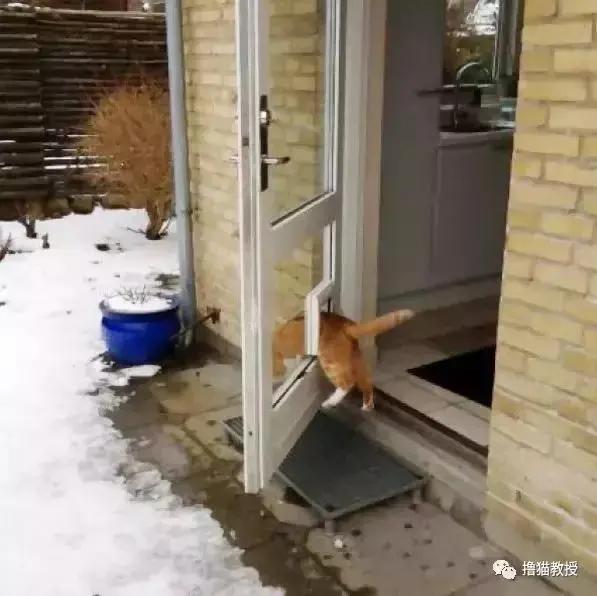 猫咪能傻到什么程度?原来傻猫真不是白叫的