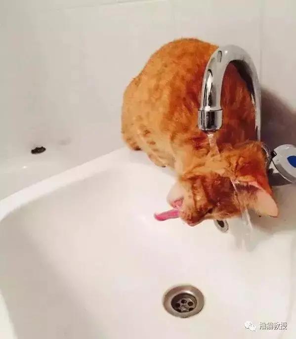 猫咪能傻到什么程度?原来傻猫真不是白叫的