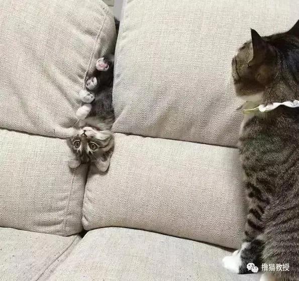 猫咪能傻到什么程度?原来傻猫真不是白叫的